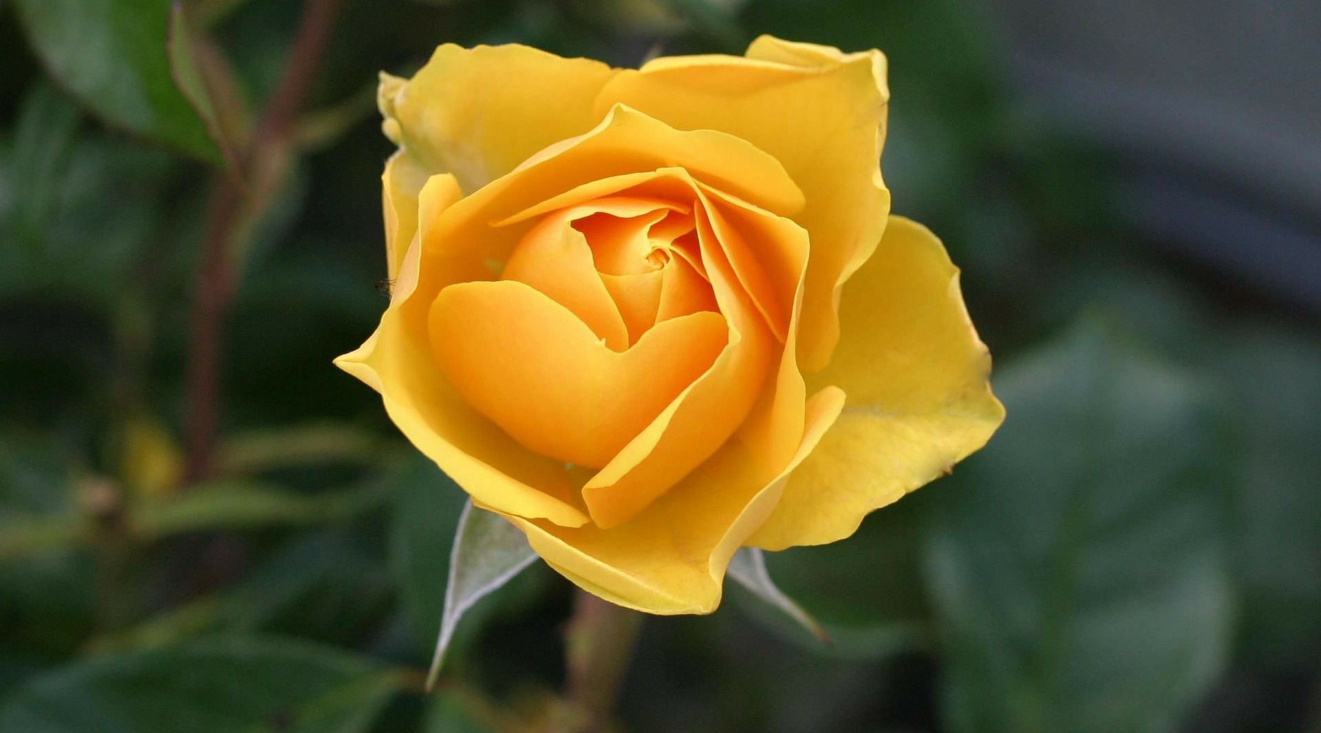 Den gula rosen